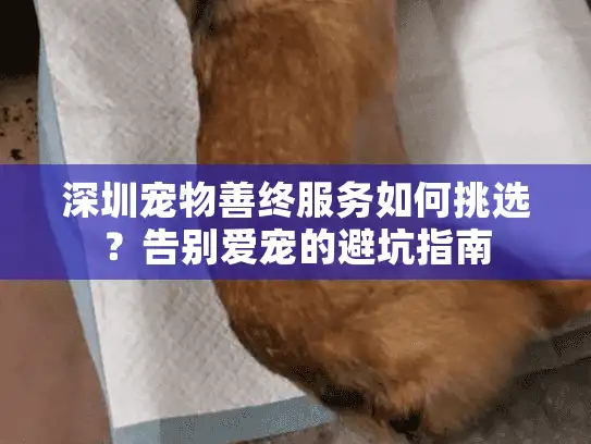 深圳宠物善终服务如何挑选？告别爱宠的避坑指南