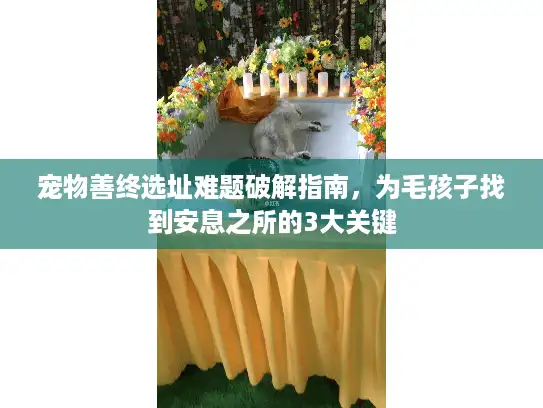 宠物善终选址难题破解指南，为毛孩子找到安息之所的3大关键