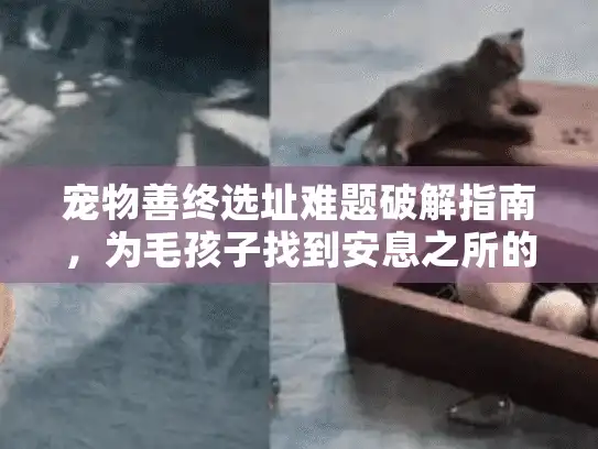 宠物善终选址难题破解指南，为毛孩子找到安息之所的3大关键