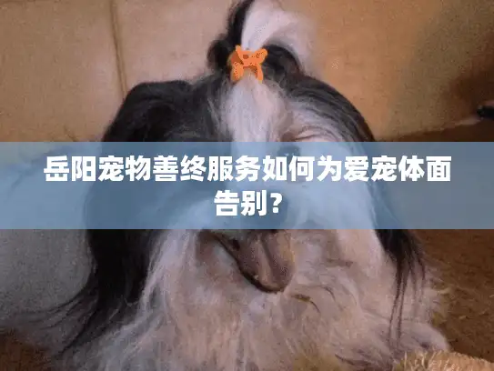 岳阳宠物善终服务如何为爱宠体面告别？