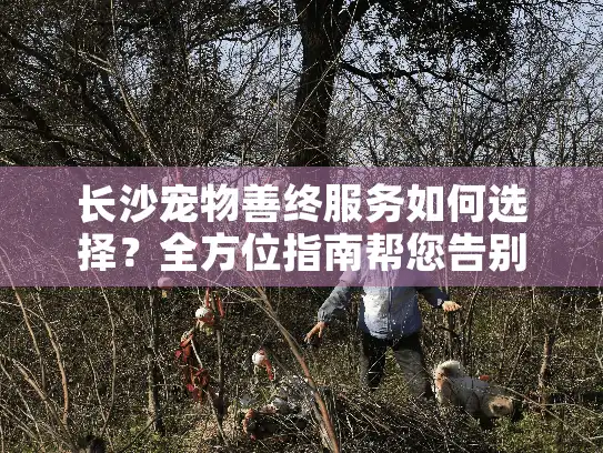 长沙宠物善终服务如何选择？全方位指南帮您告别伤痛