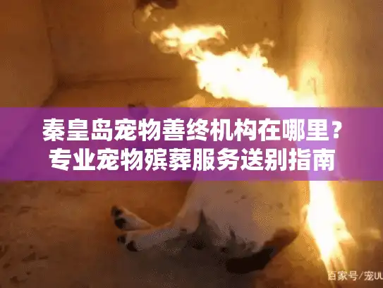 秦皇岛宠物善终机构在哪里？专业宠物殡葬服务送别指南