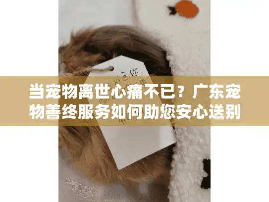 当宠物离世心痛不已？广东宠物善终服务如何助您安心送别