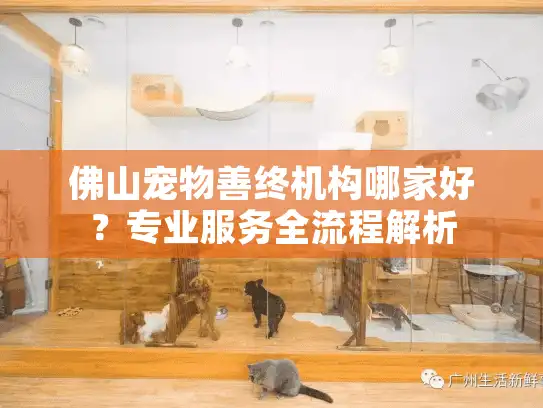 佛山宠物善终机构哪家好？专业服务全流程解析