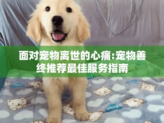 面对宠物离世的心痛:宠物善终推荐最佳服务指南