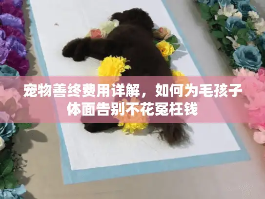 宠物善终费用详解，如何为毛孩子体面告别不花冤枉钱