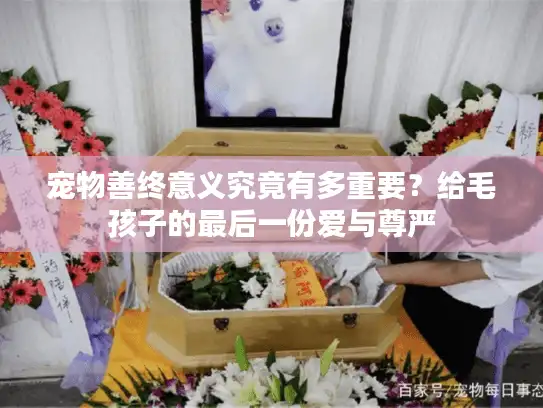 宠物善终意义究竟有多重要？给毛孩子的最后一份爱与尊严