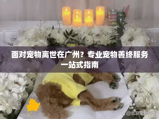 面对宠物离世在广州？专业宠物善终服务一站式指南