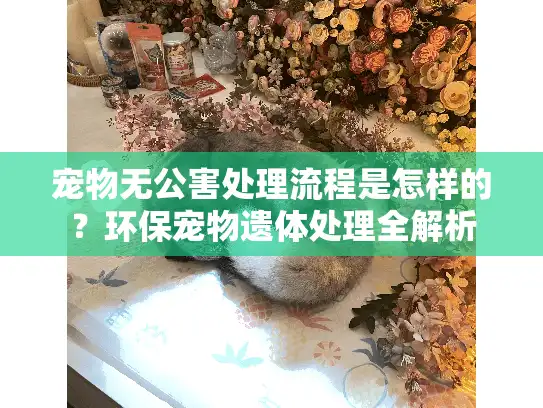宠物无公害处理流程是怎样的？环保宠物遗体处理全解析