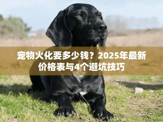 宠物火化要多少钱？2025年最新价格表与4个避坑技巧