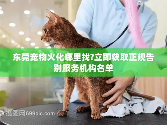东莞宠物火化哪里找?立即获取正规告别服务机构名单