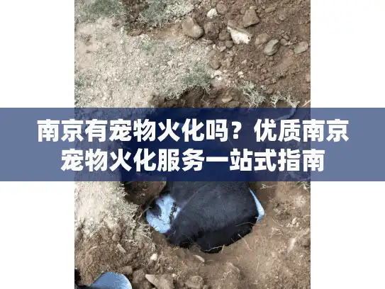 南京有宠物火化吗？优质南京宠物火化服务一站式指南