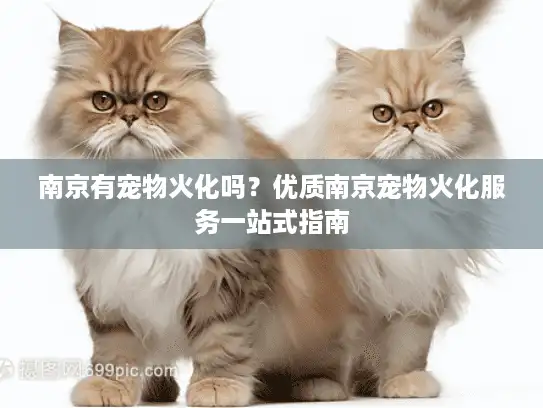 南京有宠物火化吗？优质南京宠物火化服务一站式指南