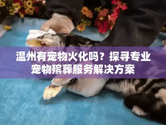 温州有宠物火化吗？探寻专业宠物殡葬服务解决方案