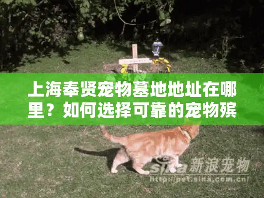 上海奉贤宠物墓地地址在哪里？如何选择可靠的宠物殡葬服务？