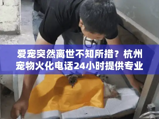 爱宠突然离世不知所措？杭州宠物火化电话24小时提供专业告别服务