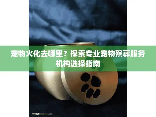 宠物火化去哪里？探索专业宠物殡葬服务机构选择指南