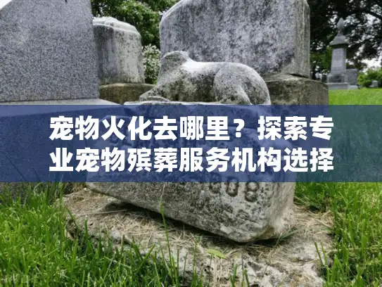 宠物火化去哪里？探索专业宠物殡葬服务机构选择指南