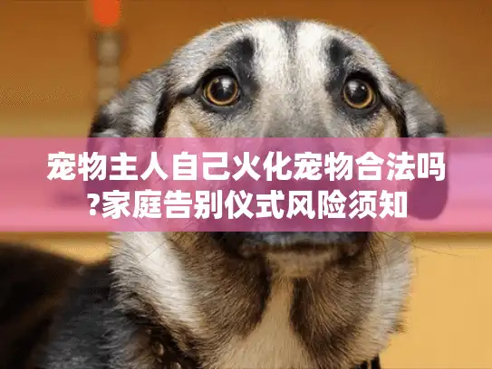 宠物主人自己火化宠物合法吗?家庭告别仪式风险须知
