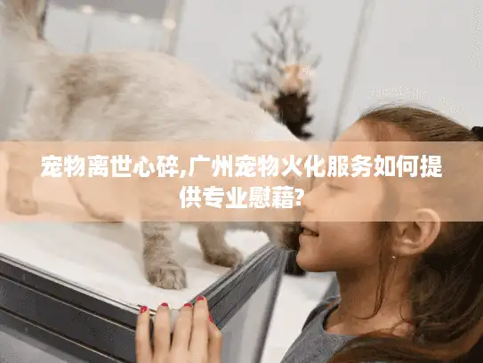 宠物离世心碎,广州宠物火化服务如何提供专业慰藉?