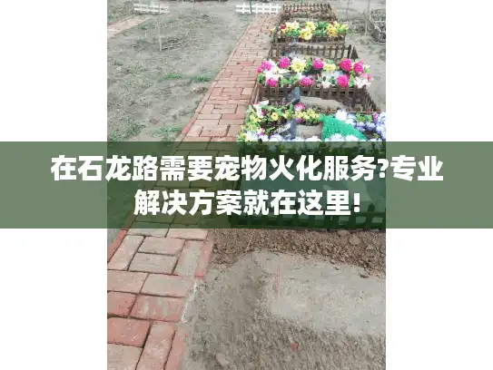 在石龙路需要宠物火化服务?专业解决方案就在这里!