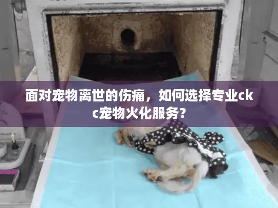 面对宠物离世的伤痛，如何选择专业ckc宠物火化服务？