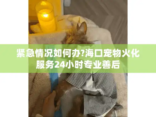 紧急情况如何办?海口宠物火化服务24小时专业善后