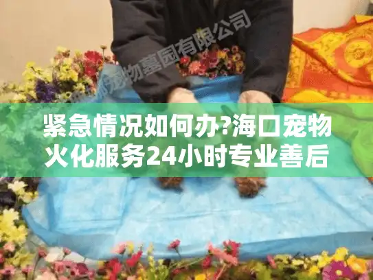 紧急情况如何办?海口宠物火化服务24小时专业善后