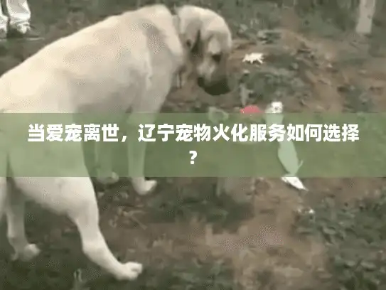 当爱宠离世，辽宁宠物火化服务如何选择?