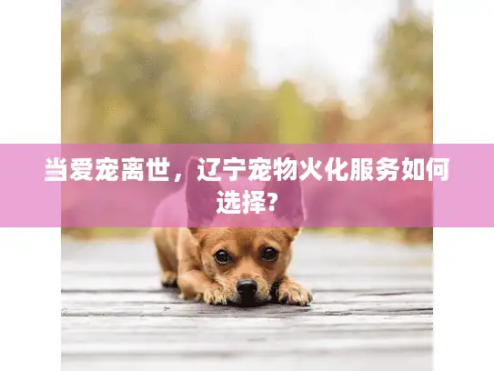 当爱宠离世，辽宁宠物火化服务如何选择?