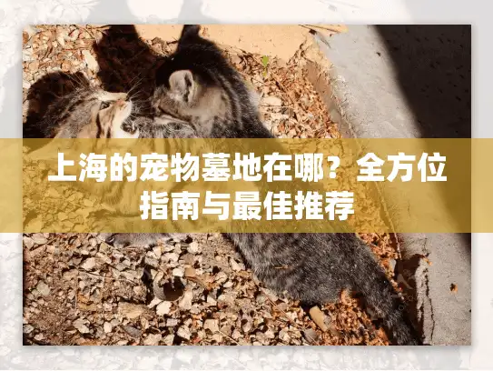 上海的宠物墓地在哪？全方位指南与最佳推荐