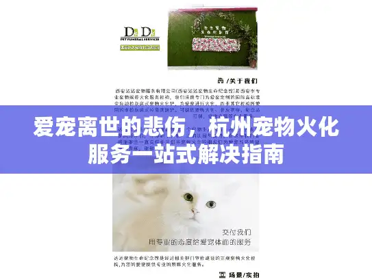 爱宠离世的悲伤，杭州宠物火化服务一站式解决指南
