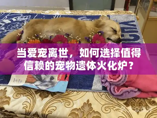 当爱宠离世，如何选择值得信赖的宠物遗体火化炉？