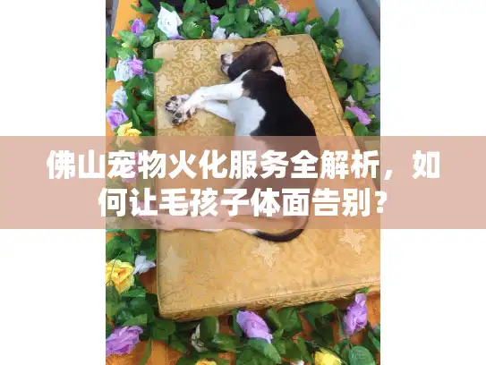 佛山宠物火化服务全解析，如何让毛孩子体面告别？