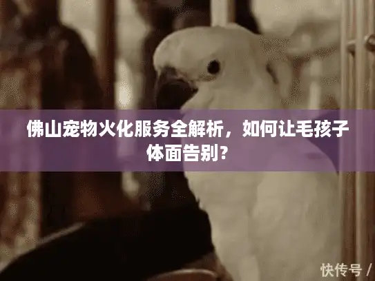 佛山宠物火化服务全解析，如何让毛孩子体面告别？