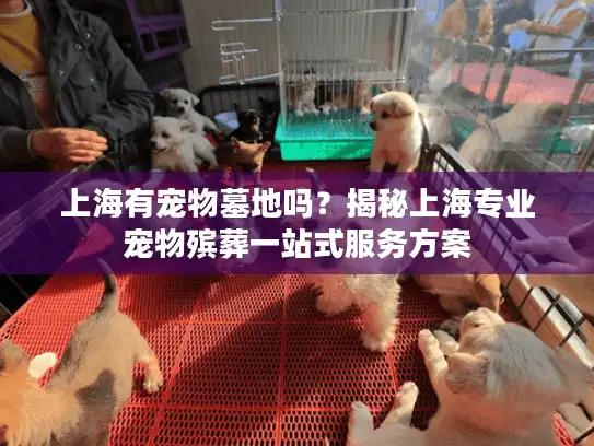 上海有宠物墓地吗？揭秘上海专业宠物殡葬一站式服务方案
