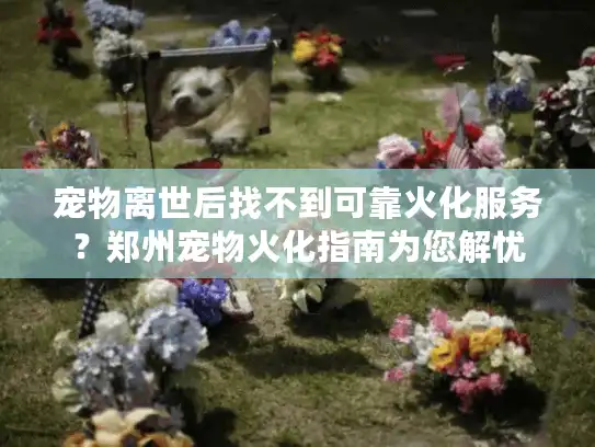 宠物离世后找不到可靠火化服务？郑州宠物火化指南为您解忧