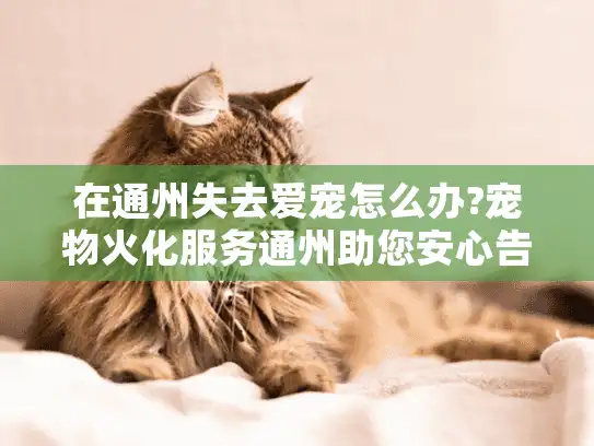 在通州失去爱宠怎么办?宠物火化服务通州助您安心告别