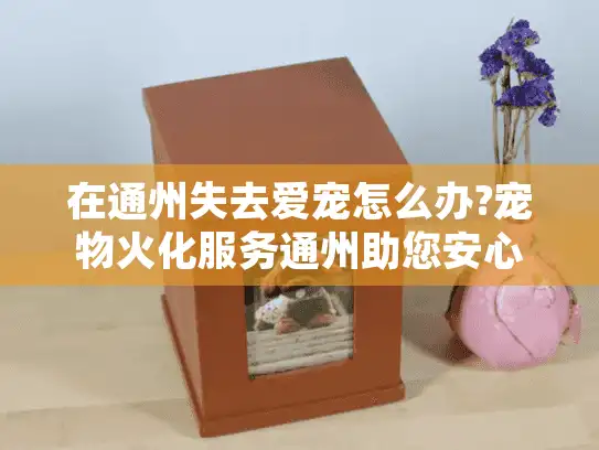 在通州失去爱宠怎么办?宠物火化服务通州助您安心告别