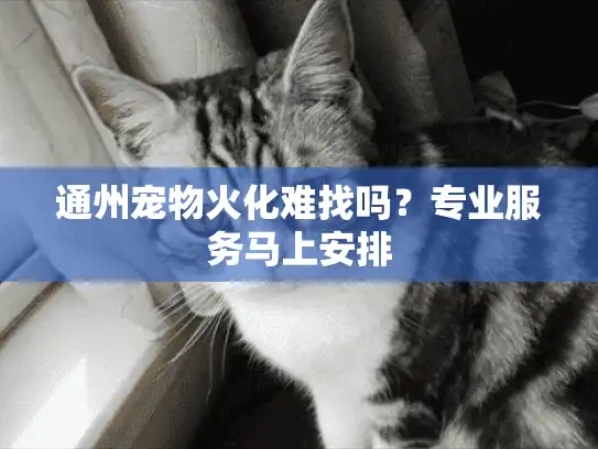 通州宠物火化难找吗？专业服务马上安排