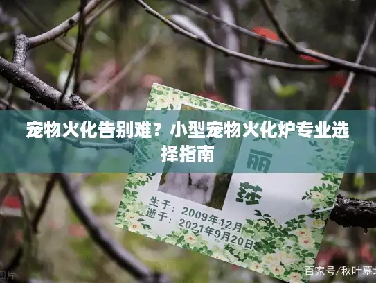 宠物火化告别难？小型宠物火化炉专业选择指南