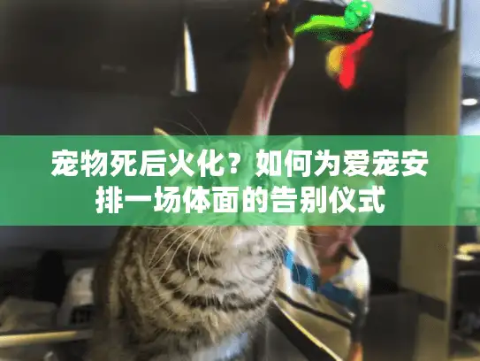 宠物死后火化？如何为爱宠安排一场体面的告别仪式