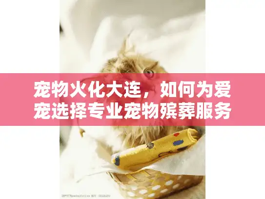 宠物火化大连，如何为爱宠选择专业宠物殡葬服务？