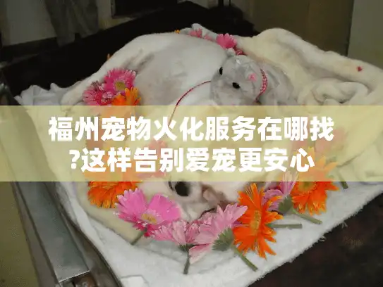 福州宠物火化服务在哪找?这样告别爱宠更安心