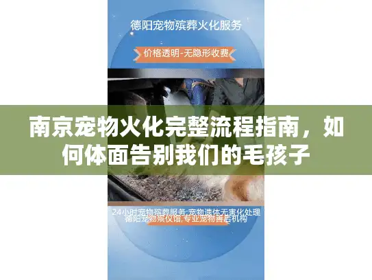 南京宠物火化完整流程指南，如何体面告别我们的毛孩子