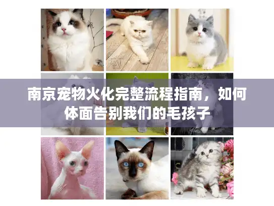 南京宠物火化完整流程指南，如何体面告别我们的毛孩子