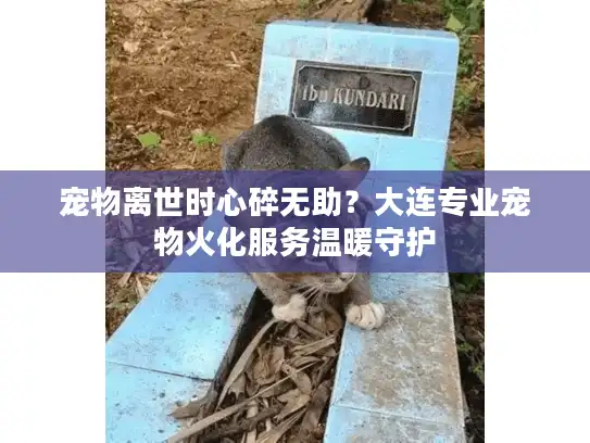 宠物离世时心碎无助？大连专业宠物火化服务温暖守护
