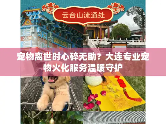 宠物离世时心碎无助？大连专业宠物火化服务温暖守护
