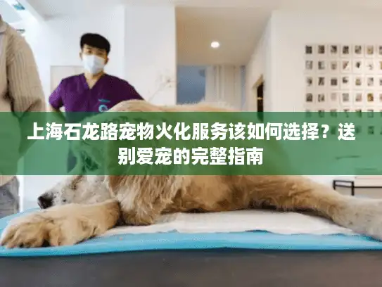 上海石龙路宠物火化服务该如何选择？送别爱宠的完整指南