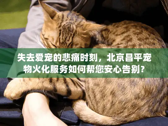 失去爱宠的悲痛时刻，北京昌平宠物火化服务如何帮您安心告别？